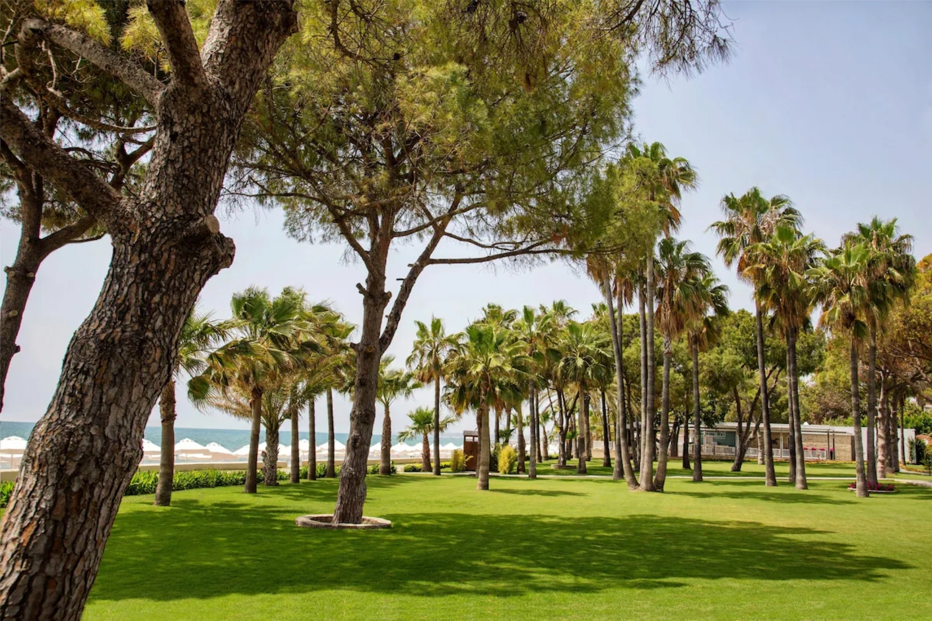 Acanthus & Cennet Barut Collection