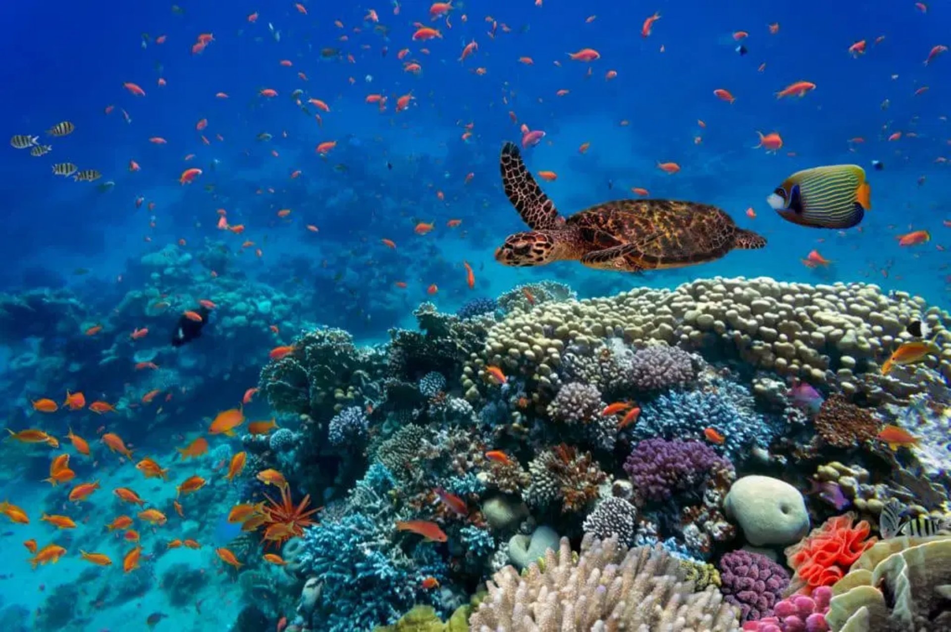 Sharm El Sheikh Area photo 4