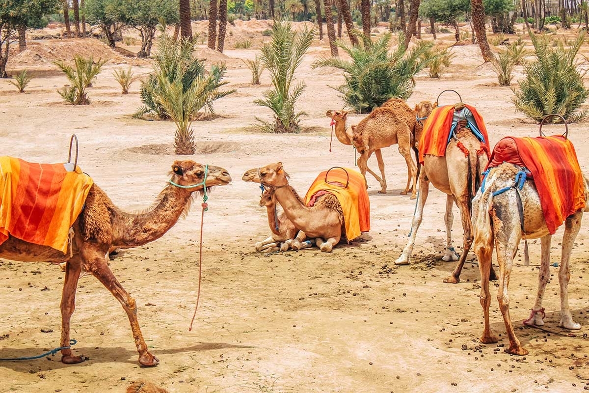 Marrakech Area photo 5